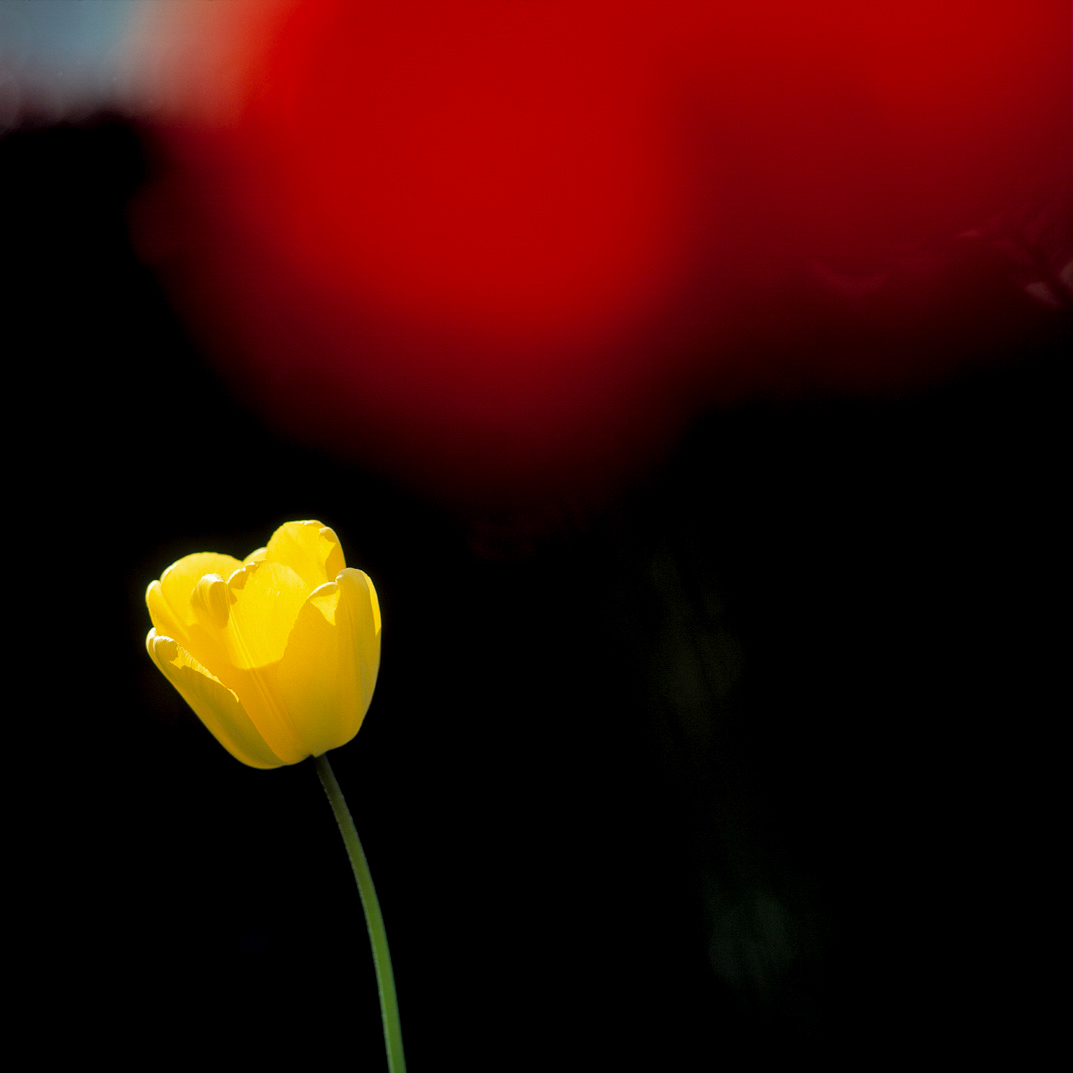 001 Blüten Tulpe1