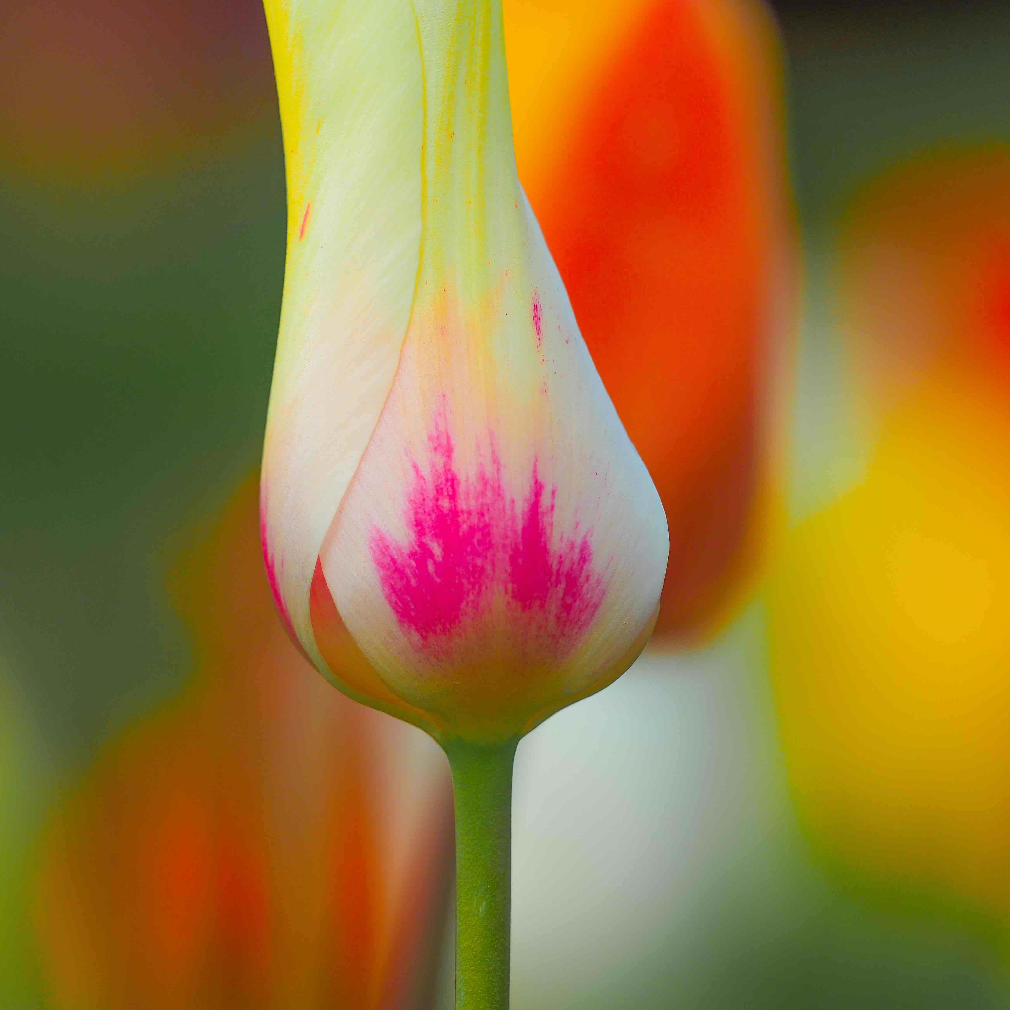 002 Blüten Tulpe Magenta1