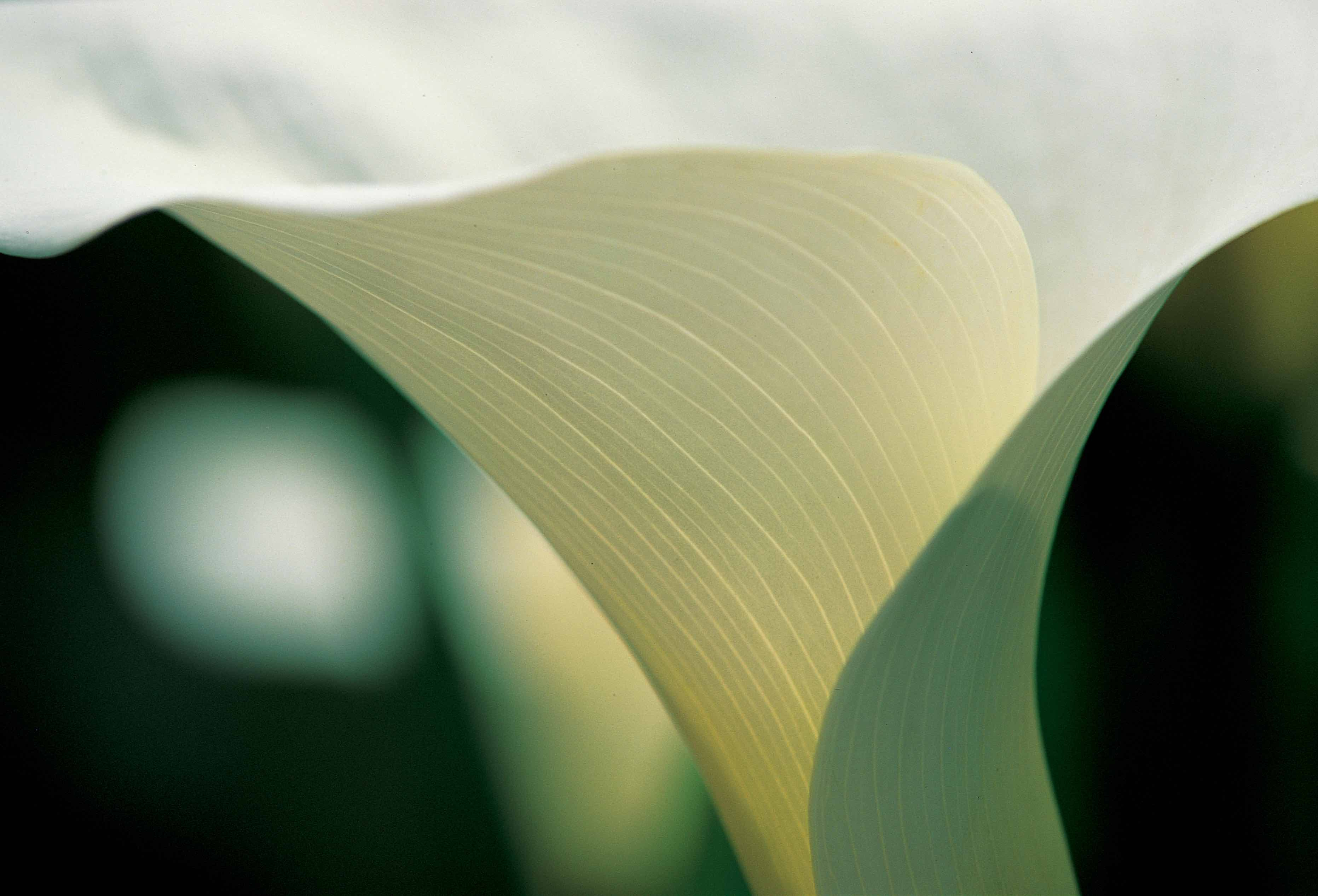 004 Blüten Calla1