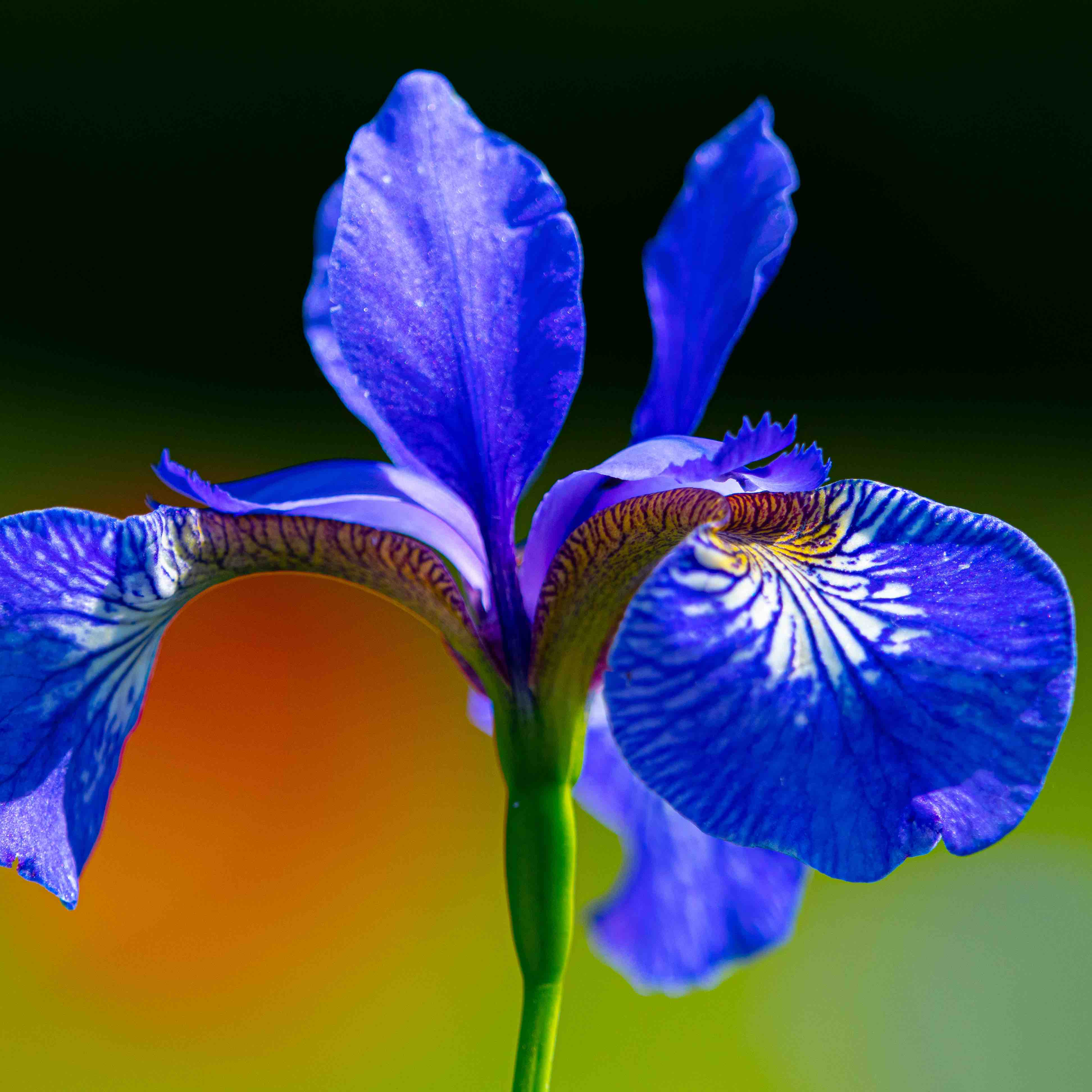 008_1 Iris1