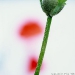 Japan Mohn Knospe