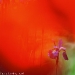 Mohn lila