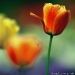 Tulpe Farbnuancen