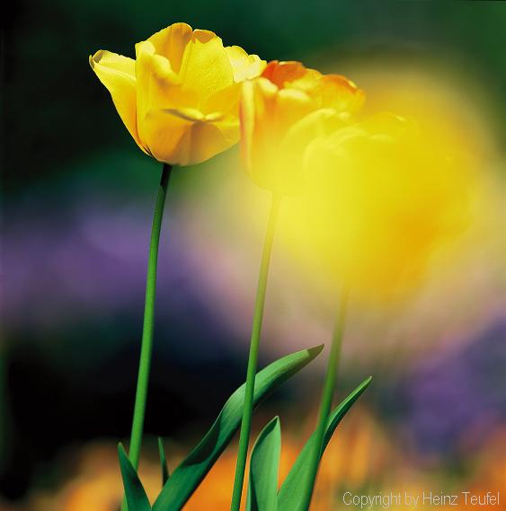 Tulpe gelb lila