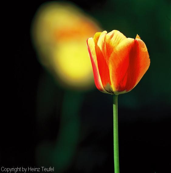 Tulpe rot gelb