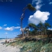 Ostsee Zingst Trutzkiefer