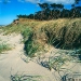 Ostsee Zingst Westwindkiefern