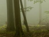 Wald im Nebel